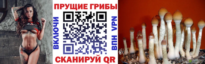 купить наркоту  Дорогобуж  Галлюциногенные грибы ЛСД 